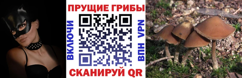 купить  цена  маркетплейс какой сайт  Галлюциногенные грибы Psilocybe  Северобайкальск 